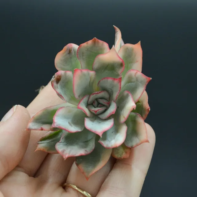 pasiora-echeveria-moon-goddess-f-variegata-steckling image 1