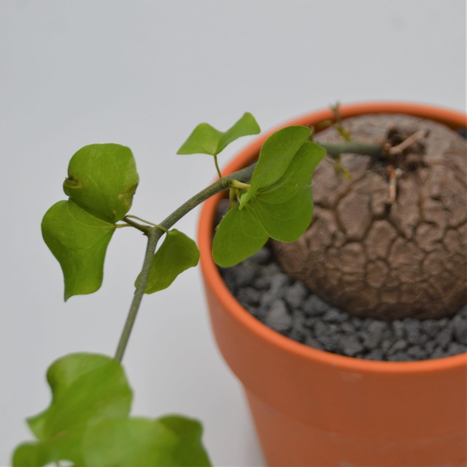 pasiora-dioscorea-elephantipes-caudex-15cm-im-tontopf image 2