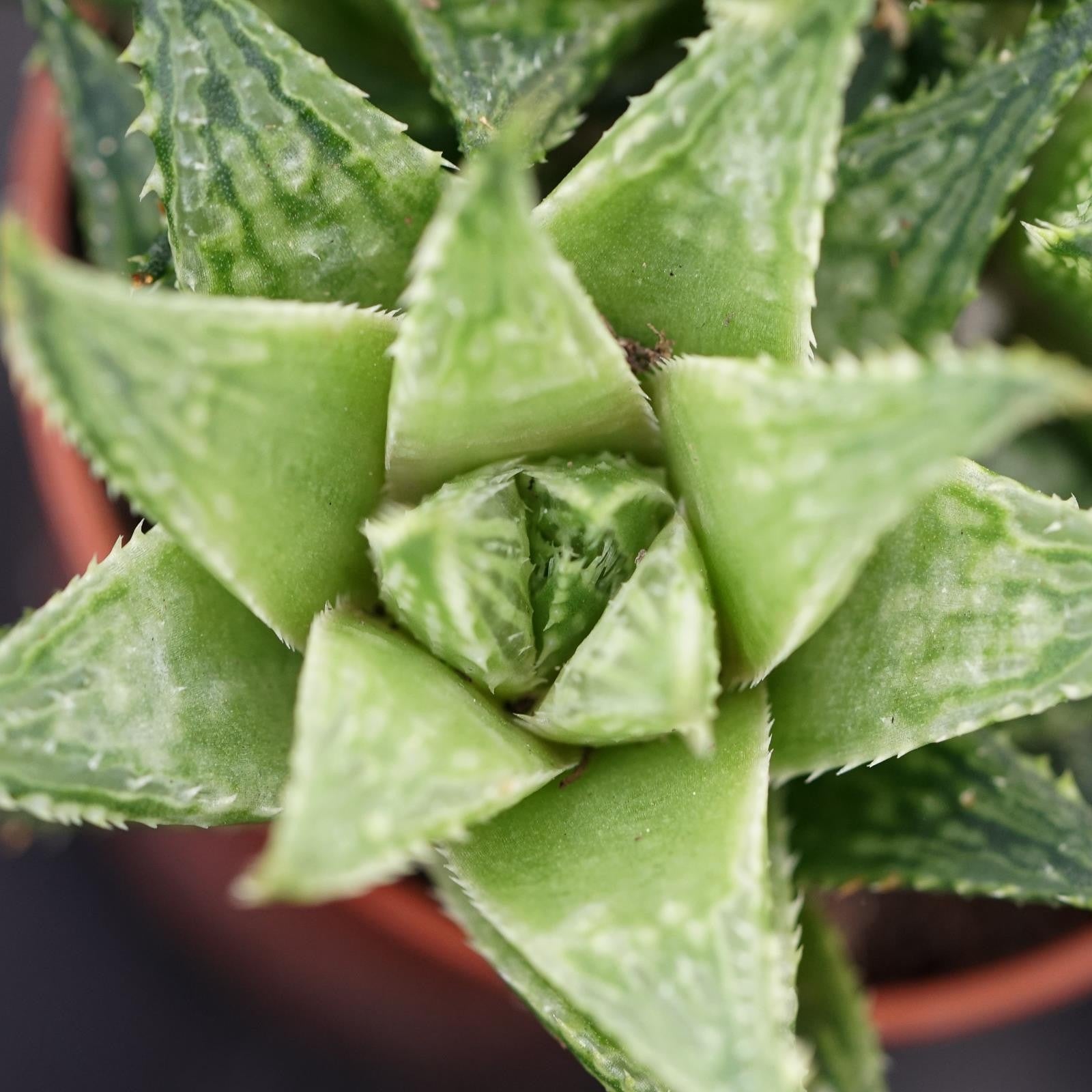 pasiora-haworthia-vivaldi-sukkulente-5-5cm image 2