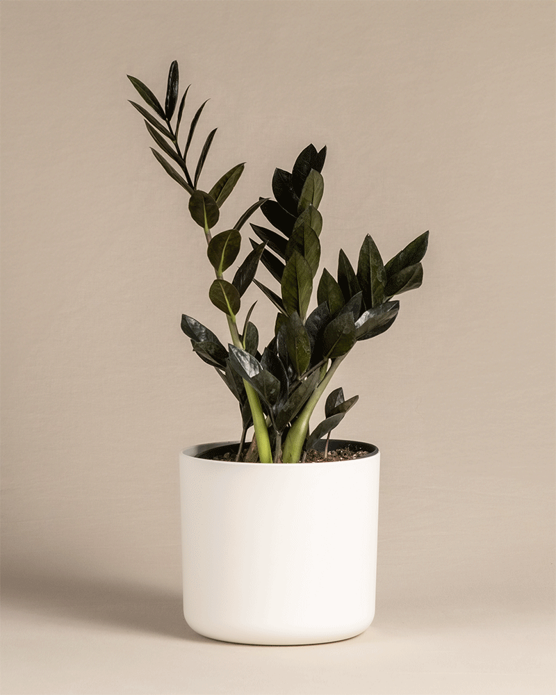 feey-schwarze-gl-cksfeder-zamioculcas-raven-zimmerpflanze image 8