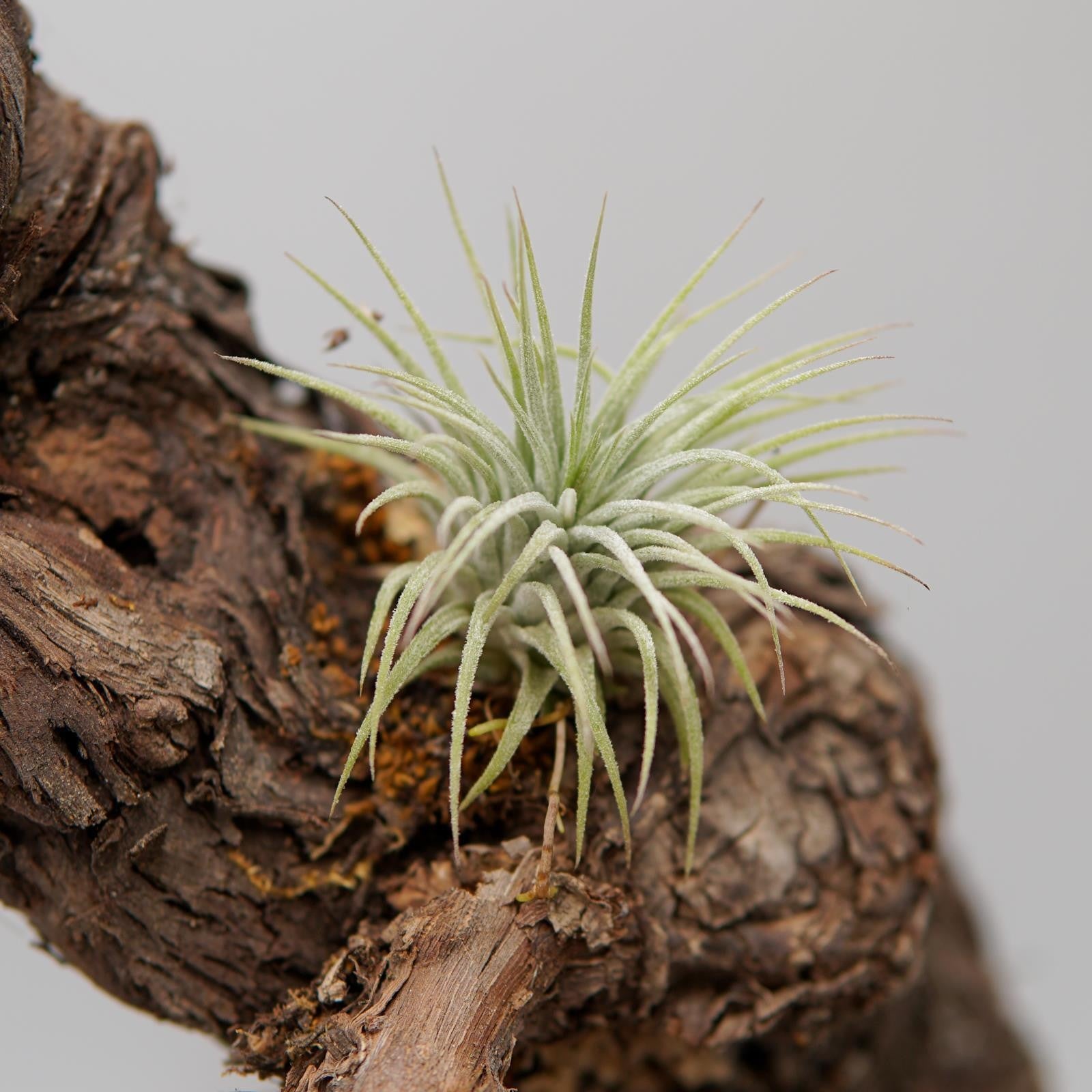 pasiora-tillandsia-ionantha-var-ionantha-luftnelke image 2