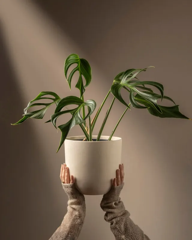 feey-monstera-burle-marx-flame-rarit-t-gro image 1