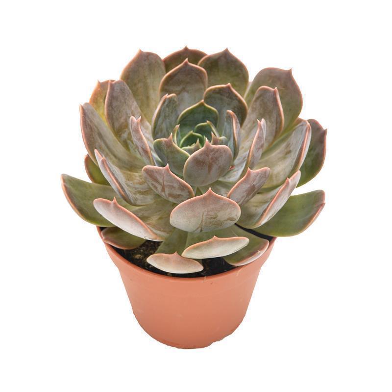 pasiora-echeveria-marrom-sukkulente-12cm-topf image 2