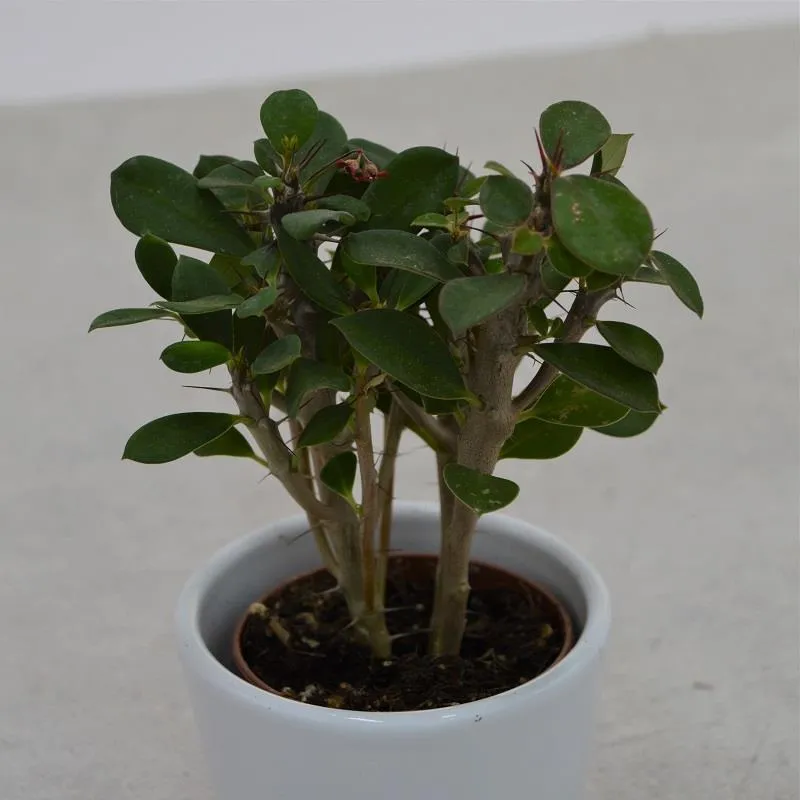 pasiora-euphorbia-milii-sukkulente-christusdorn-5-5cm-topf image 1