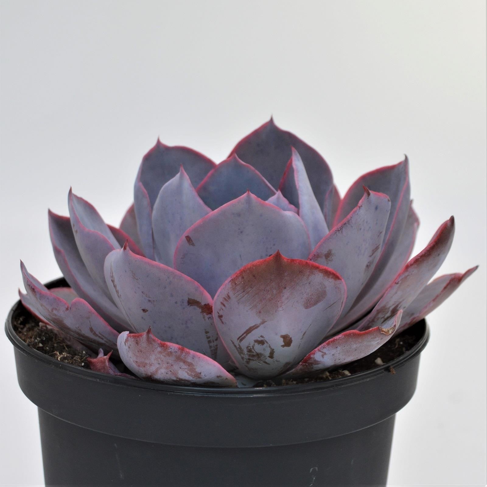 pasiora-echeveria-afterglow-sukkulente-15-cm-xxl-rosette image 4