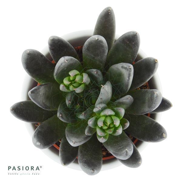 pasiora-echeveria-affinis-schwarze-echeverie-6cm-topf image 1