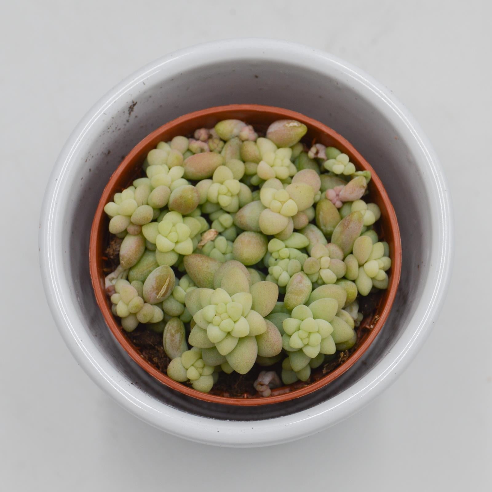 pasiora-sedum-burrito-sukkulente-5-5cm image 2