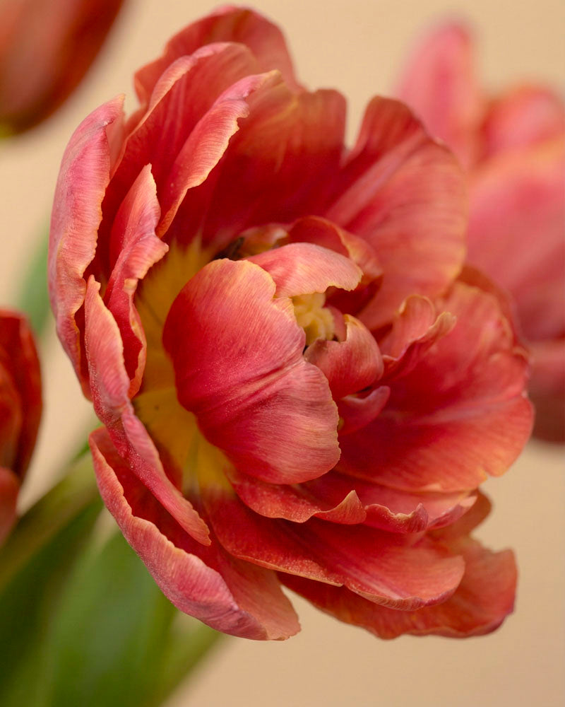 feey-tulpen-herzklopfen-tiefrot-holland image 5