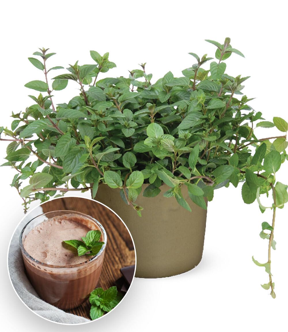 baldur-garten-minze-chocolate-kr-uterpflanze-10-5-cm-topf image 1