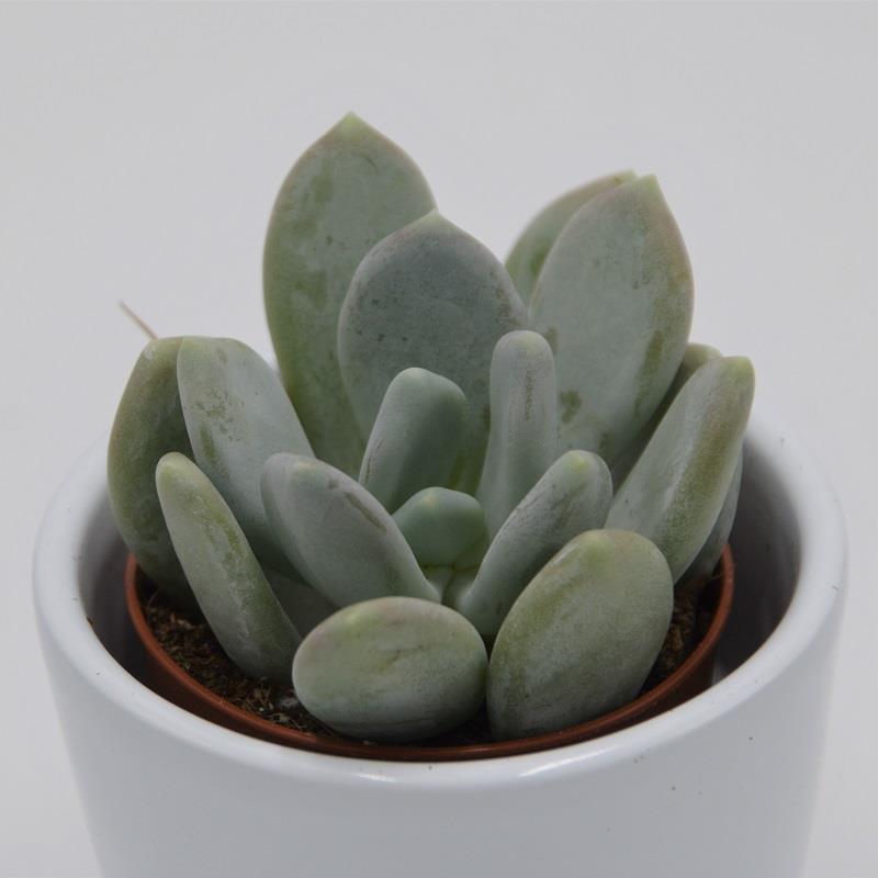 pasiora-pachyphytum-bracteosum-sukkulente-5-5cm-topf image 2