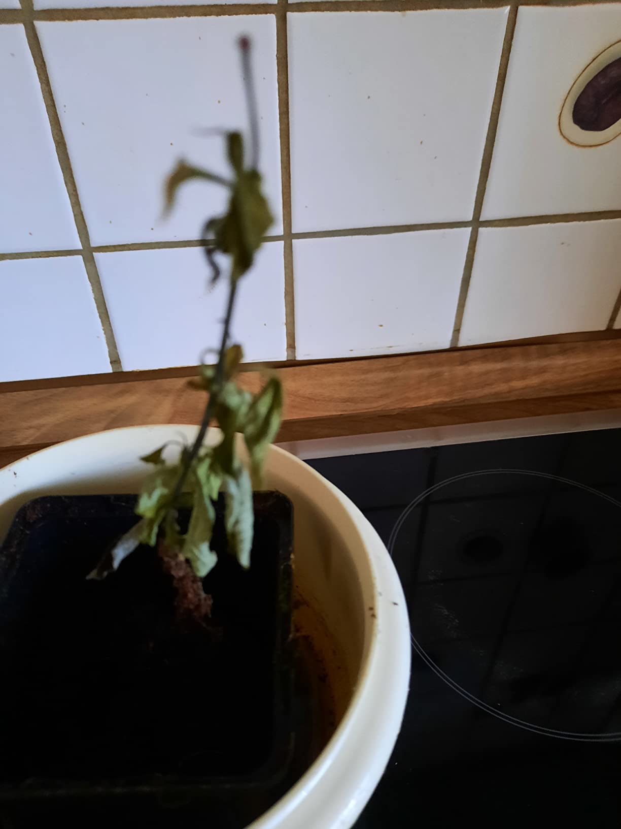 Beide gut angewachsen