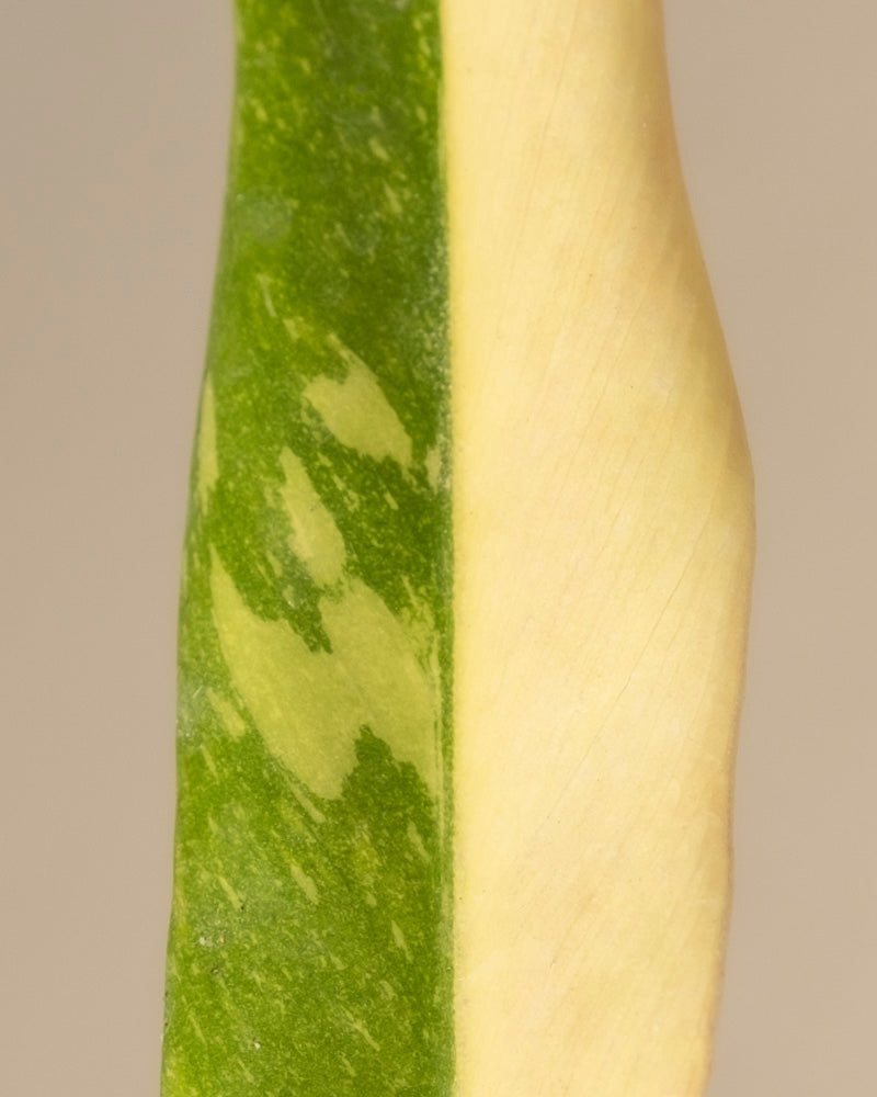 feey-philodendron-ring-of-fire-babypflanze-rarit-t image 8