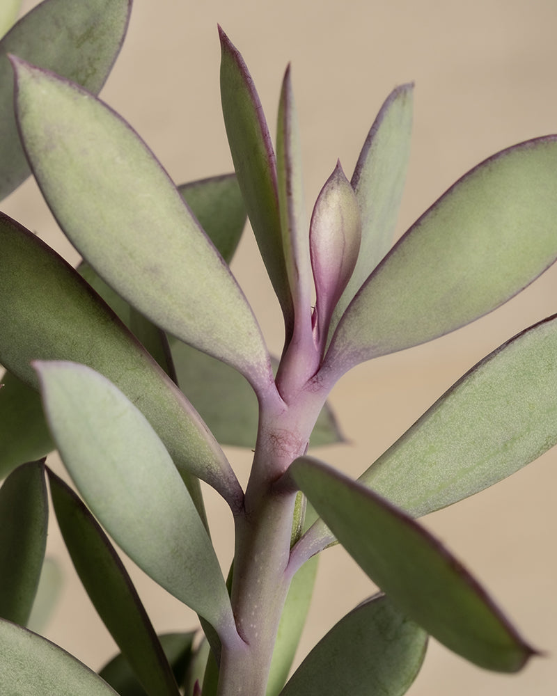 feey-senecio-crassissimus-sukkulente-14er-topf image 2