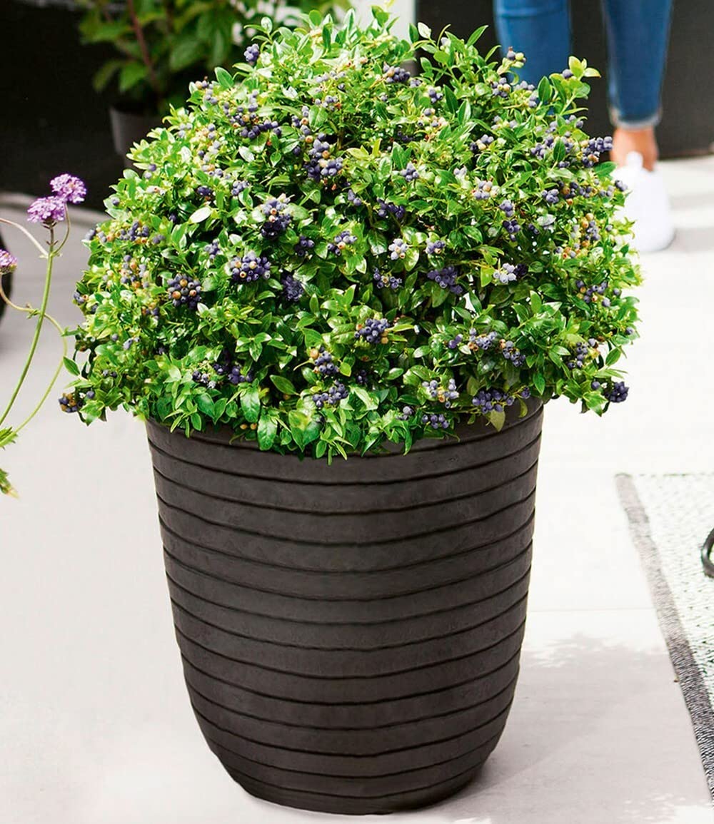 baldur-garten-berrybux-heidelbeer-hecke-3-pflanzen-im-10-5-cm-topf image 4