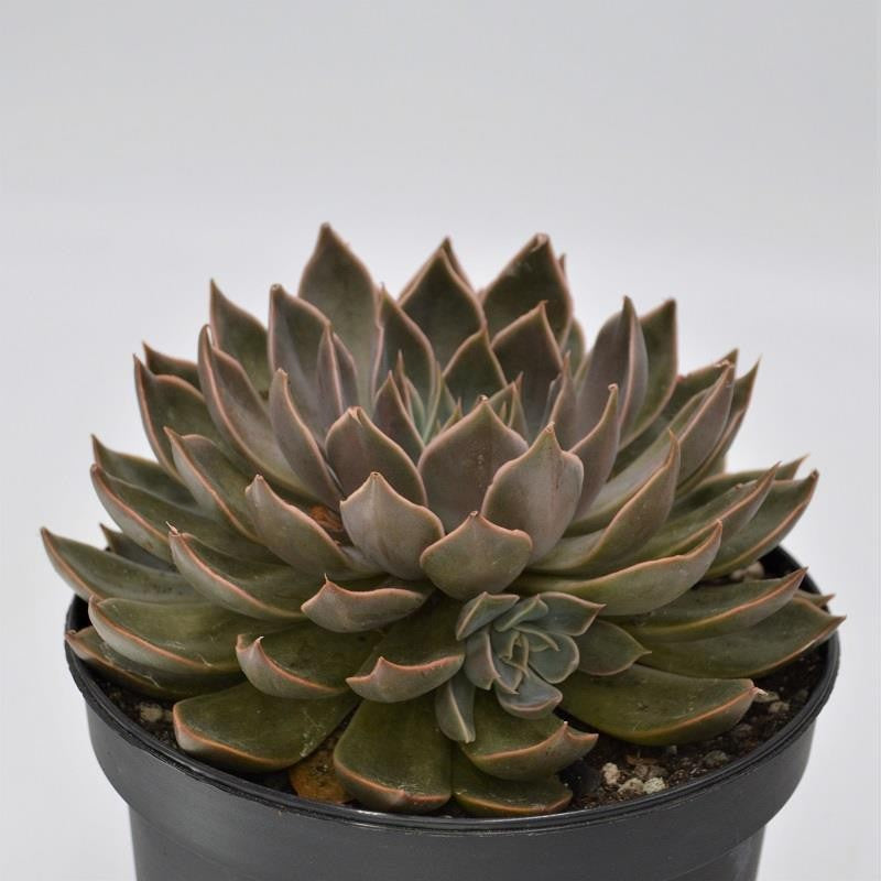 pasiora-echeveria-mensa-sukkulente-15-cm-topf image 1