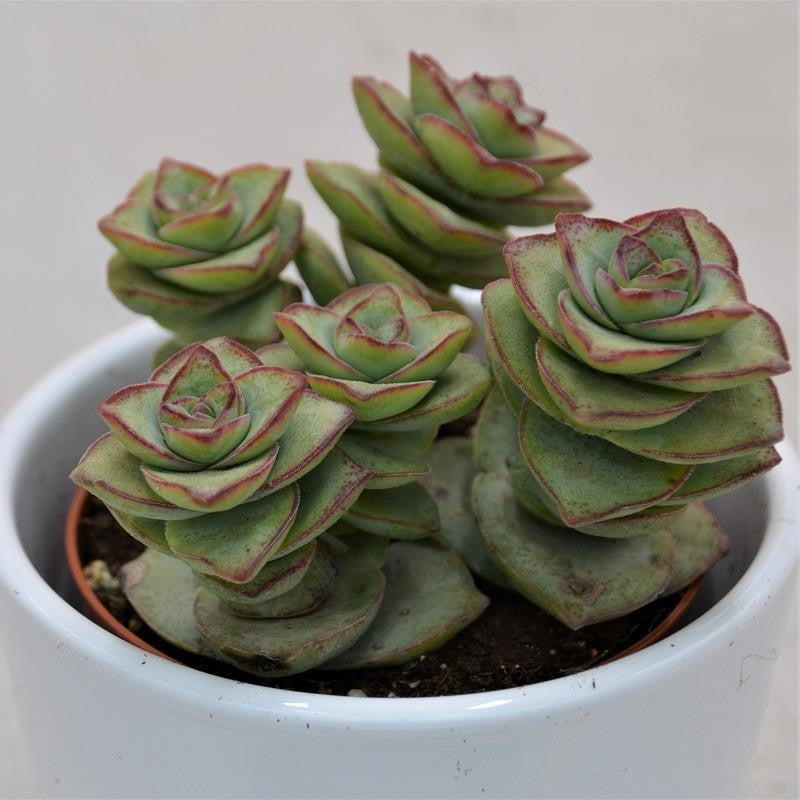 pasiora-crassula-perforata-giant-8-5cm-topf-sukkulente image 1