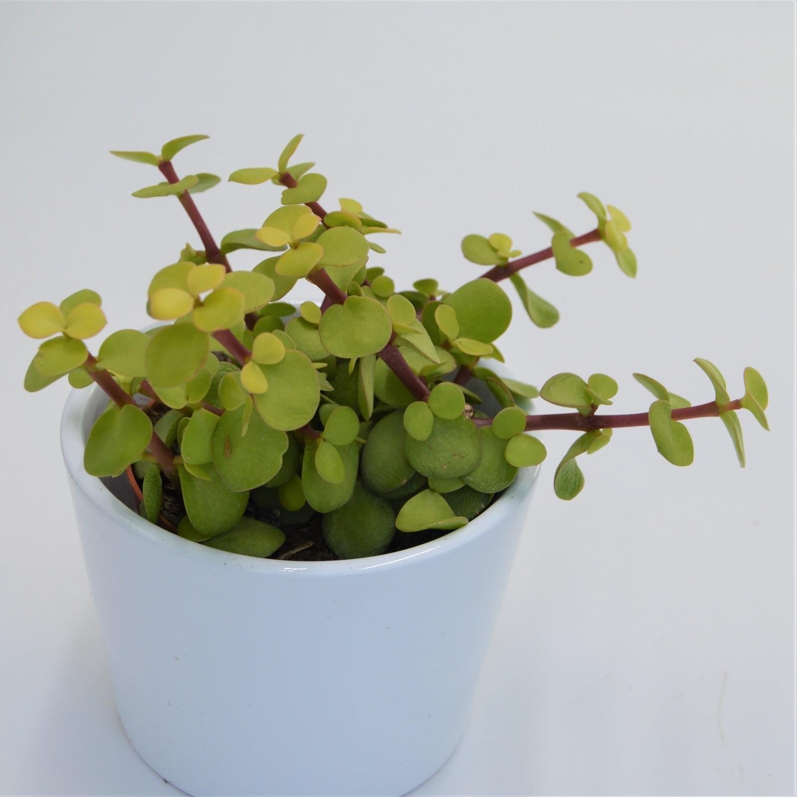 pasiora-portulacaria-afra-lemon-speckbaum-8-5cm image 3