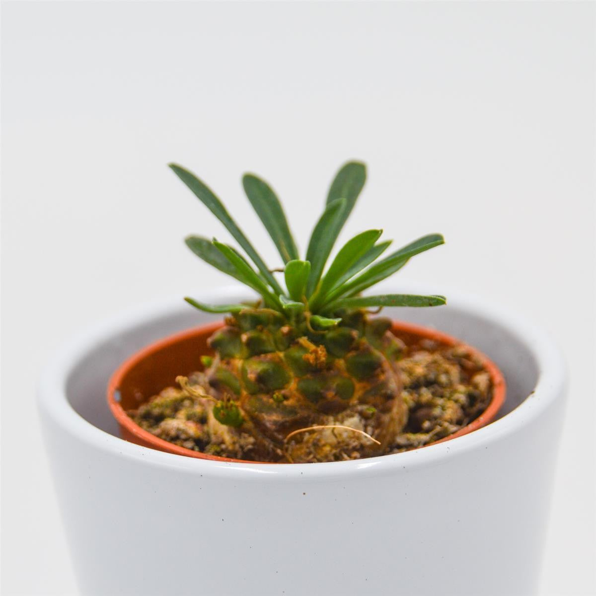 pasiora-euphorbia-suzannae-x-bupleurifolia-5-5-cm image 2