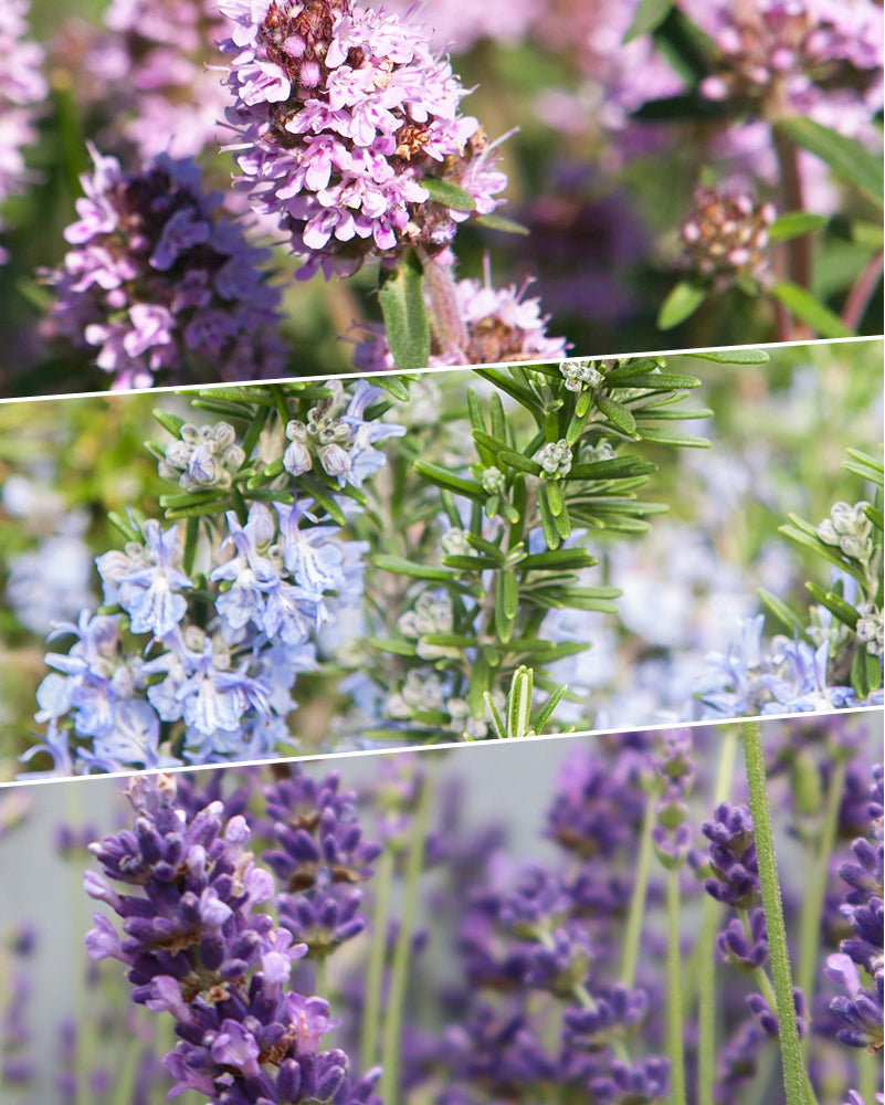 feey-duftendes-kr-uter-trio-thymian-lavendel-rosmarin-im-topf image 2