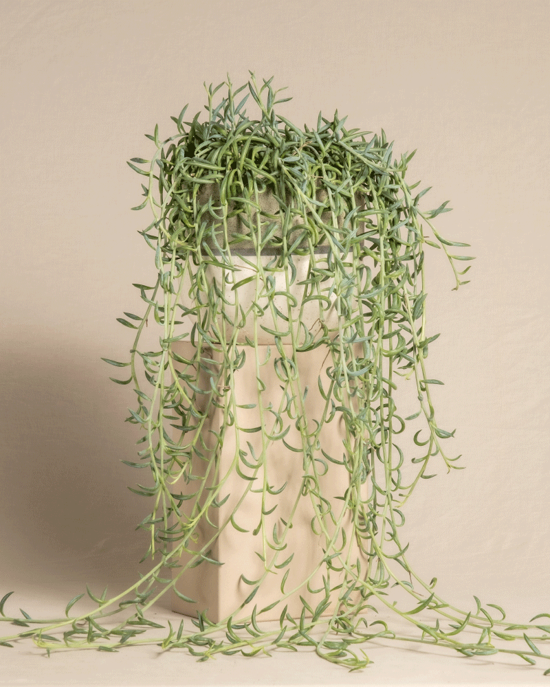 feey-senecio-radicans-string-of-bananas-h-ngepflanze image 5