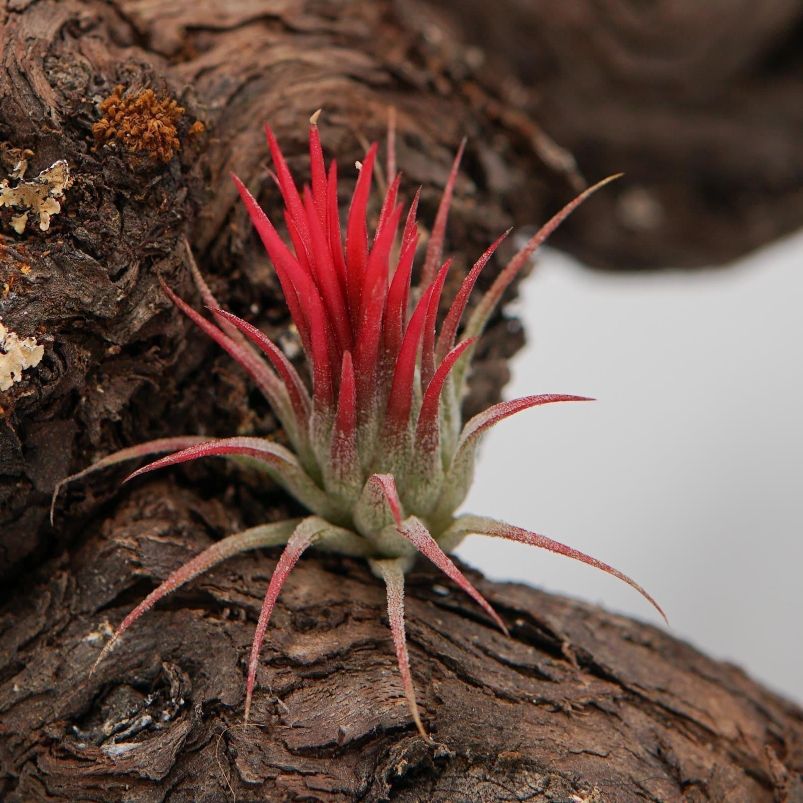pasiora-tillandsia-ionantha-fuego-luftpflanze image 1