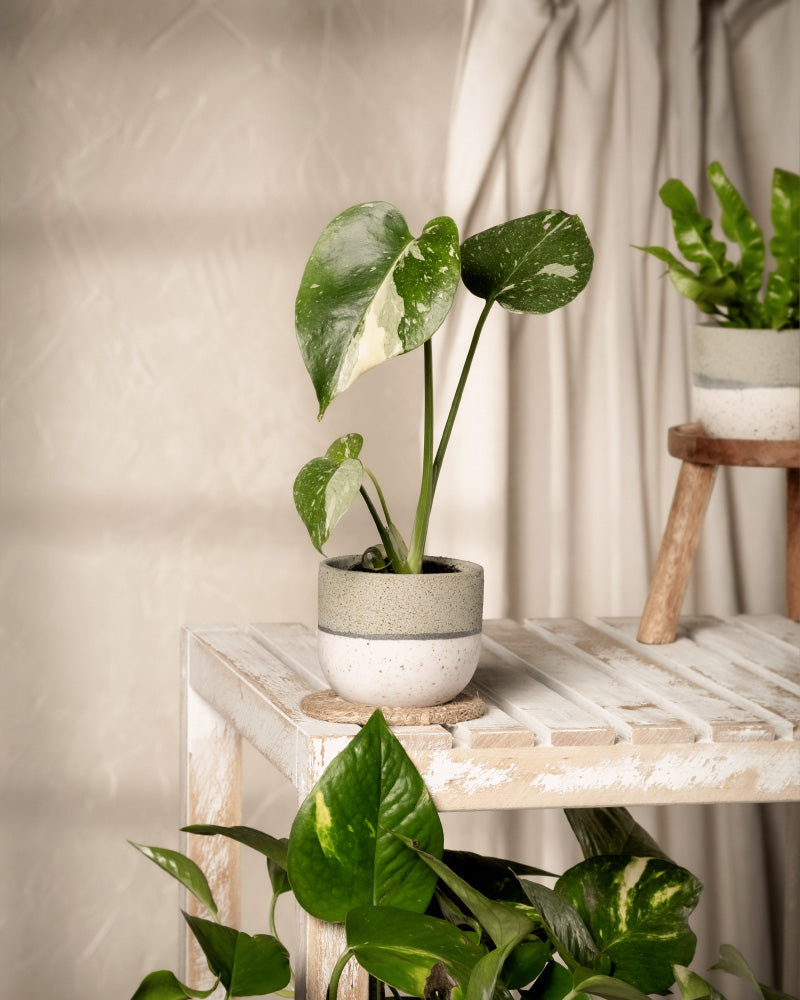 feey-monstera-deliciosa-thai-constellation-babypflanze image 4