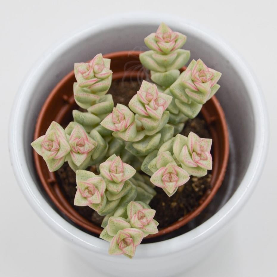 pasiora-crassula-tom-thumb-f-variegata-sukkulente-5-5-cm-topf image 1