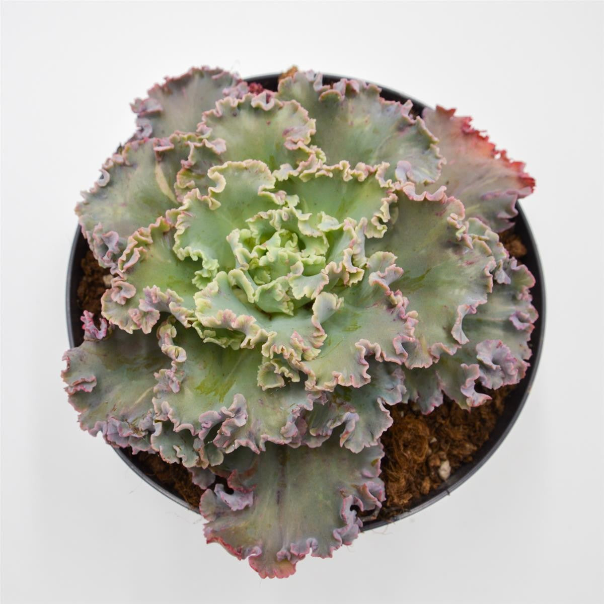 pasiora-echeveria-chantilly-xxl-rosette-17cm-topf image 2