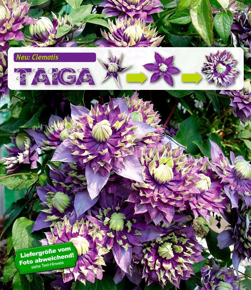baldur-garten-gef-llte-clematis-taiga-kletterpflanze-im-11-cm-topf image 2
