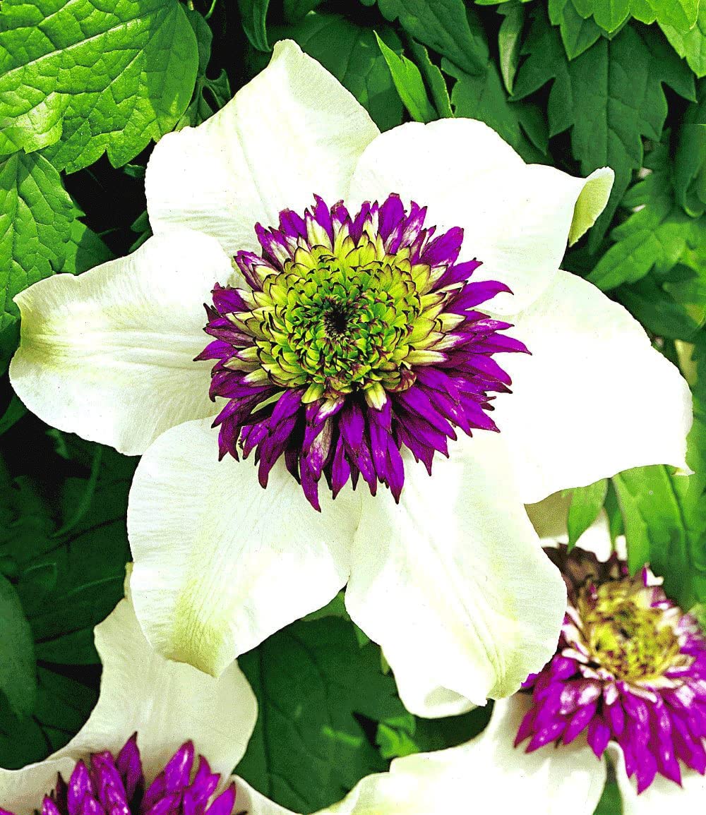 baldur-garten-set-clematis-florida-sieboldii-edelrose-mamy-blue image 2