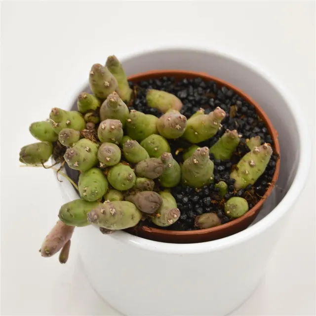 pasiora-piaranthus-barrydalensis-sukkulente-8cm image 1