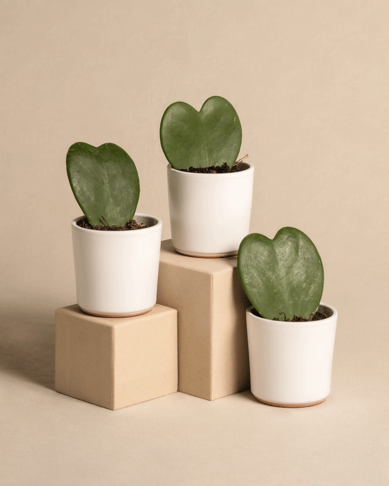 feey-herzblatt-trio-3x-hoya-kerrii-baby-zimmerpflanzen image 5