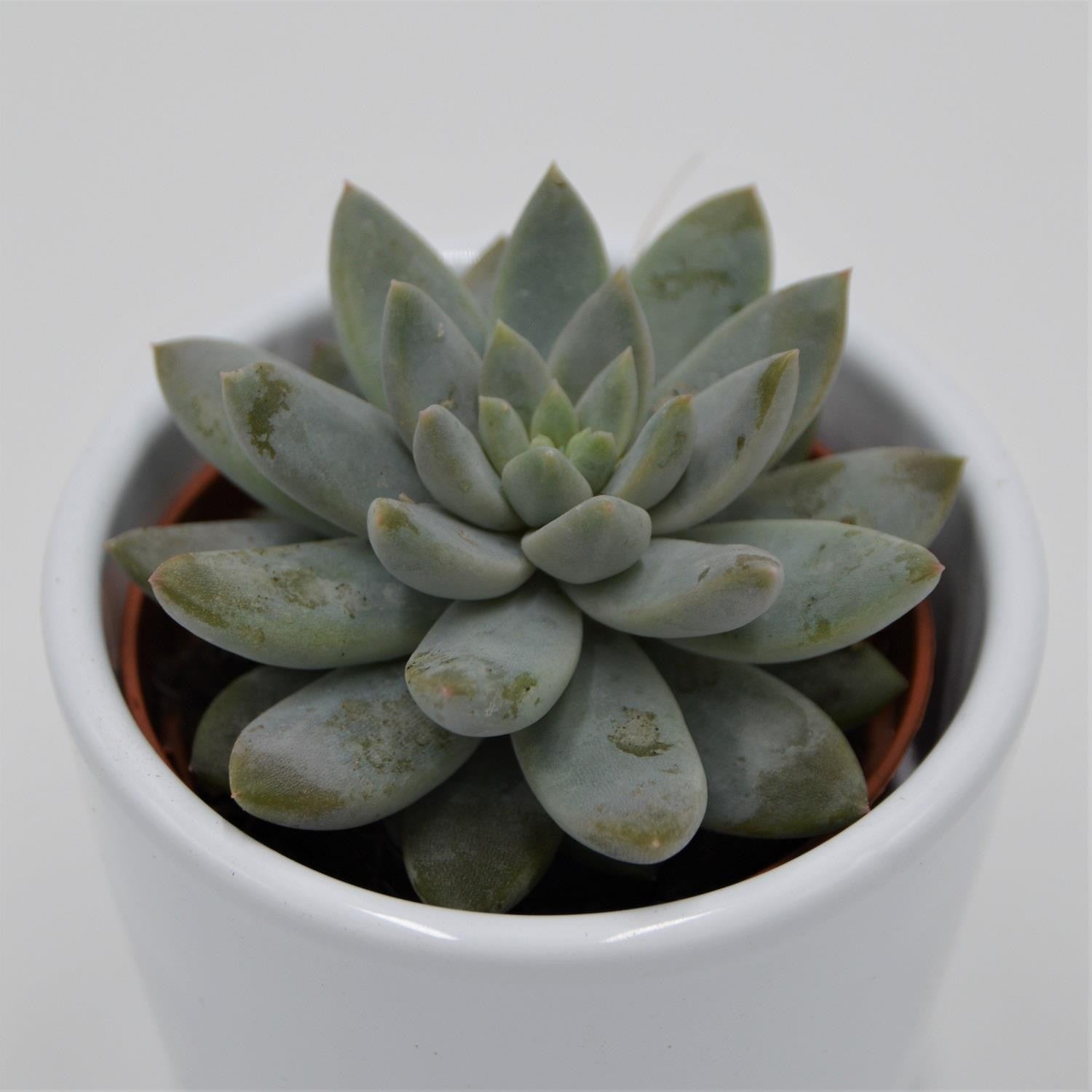 pasiora-echeveria-estrela-sukkulente-6cm-topf image 3