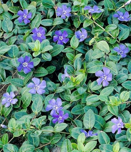 baldur-garten-vinca-minor-blau-3x-bodendecker-im-9x9-cm-topf image 6