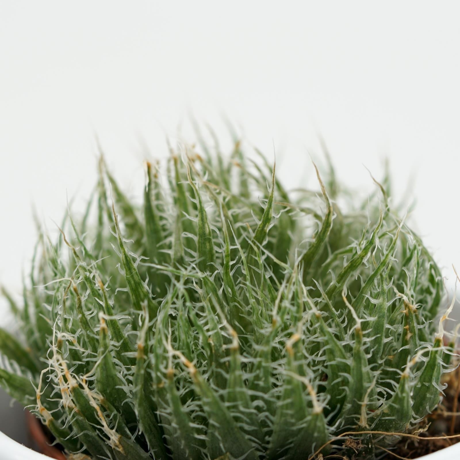 pasiora-aloe-arachnoidea-sukkulente-im-5-5cm-topf image 1