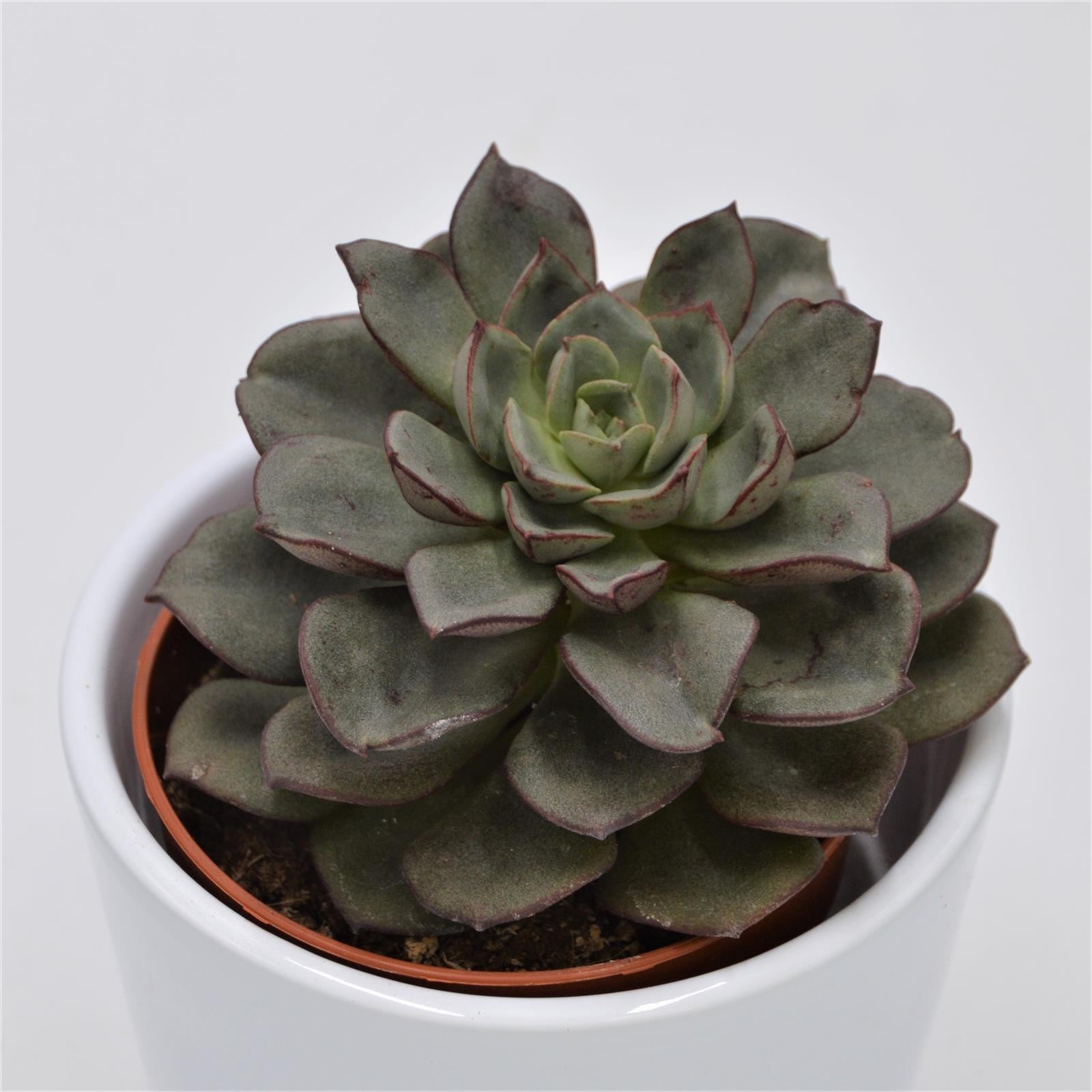 pasiora-echeveria-moranii-sukkulente-8-5cm-topf-gr-n-lila image 1