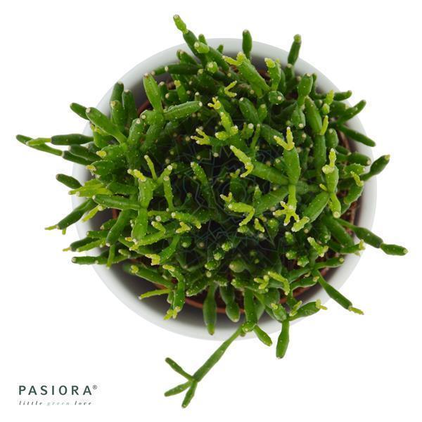 pasiora-hatiora-bambusoides-kaktus-6cm image 2