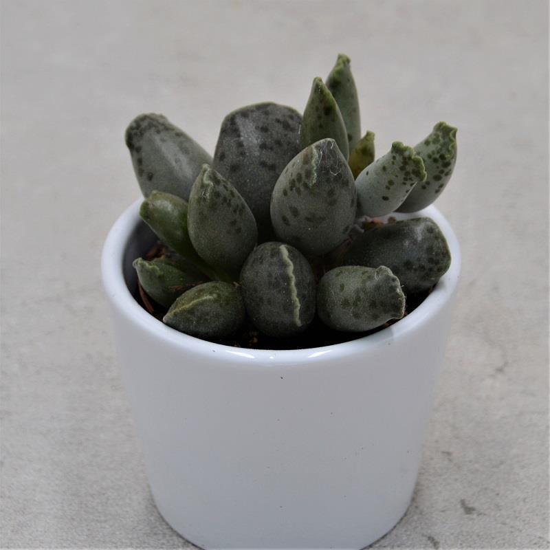 pasiora-adromischus-cooperi-var-festivus-6cm-mini-sukkulente image 1