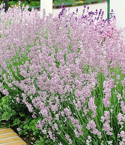 baldur-garten-winterharte-stauden-lavendel-mix-9er-set-im-9x9-cm-topf image 8