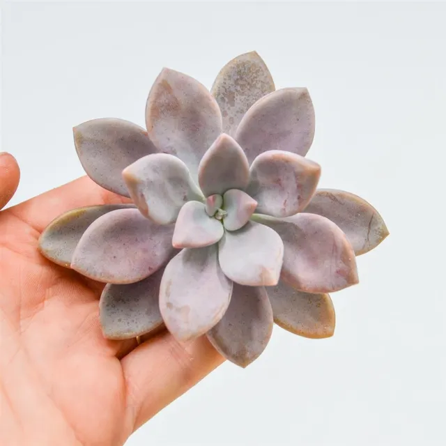 pasiora-graptopetalum-murasaki-steckling-sukkulenten-cutting image 1