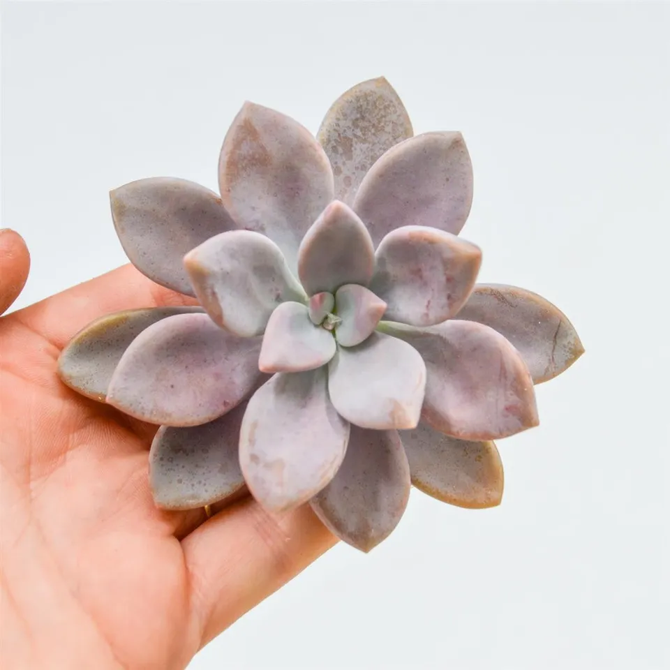 pasiora-graptopetalum-murasaki-steckling-sukkulenten-cutting image 1