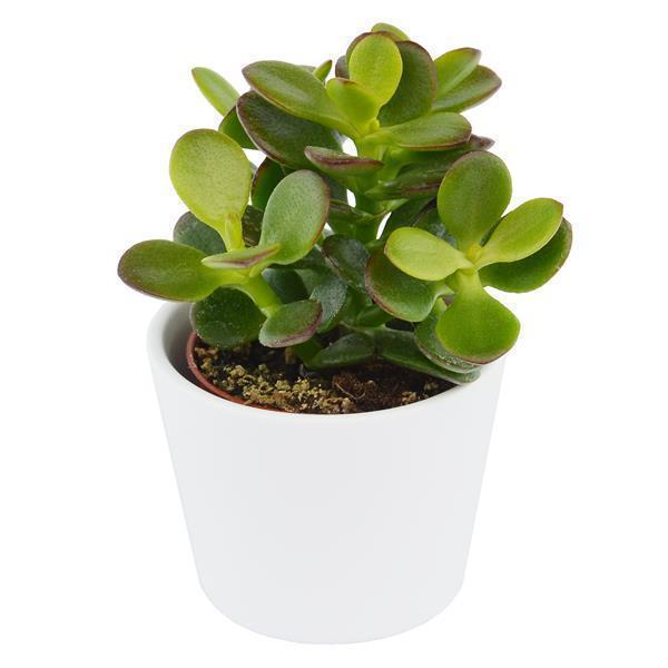 pasiora-ciao-crassula-sukkulenten-set-5-st-ck-mix image 6
