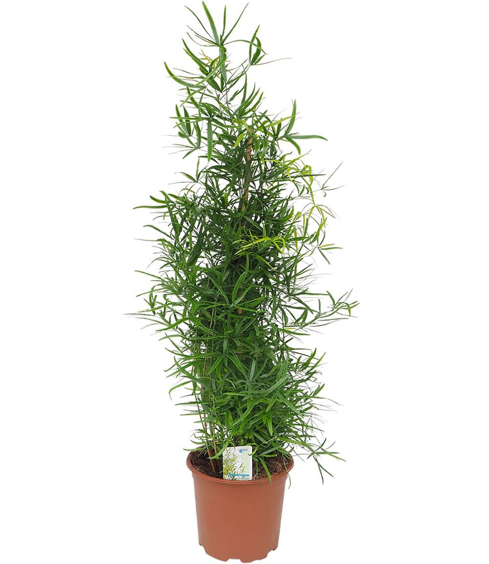 baldur-garten-asparagus-falcatus-pyramide-im-19-cm-topf-ca-80-cm image 2