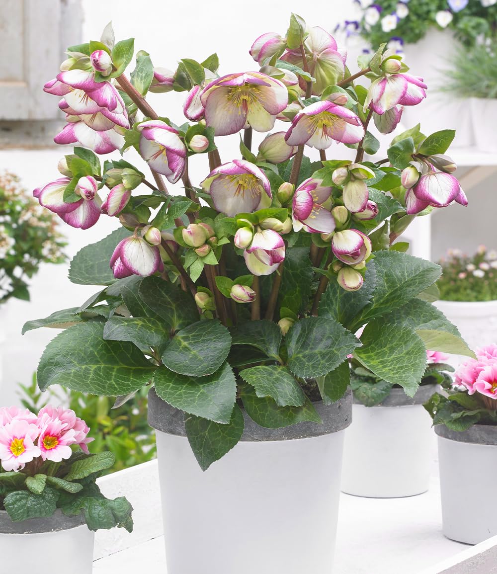 baldur-garten-helleborus-frostkiss-glenda-s-gloss-christrose-im-12-cm-topf image 1