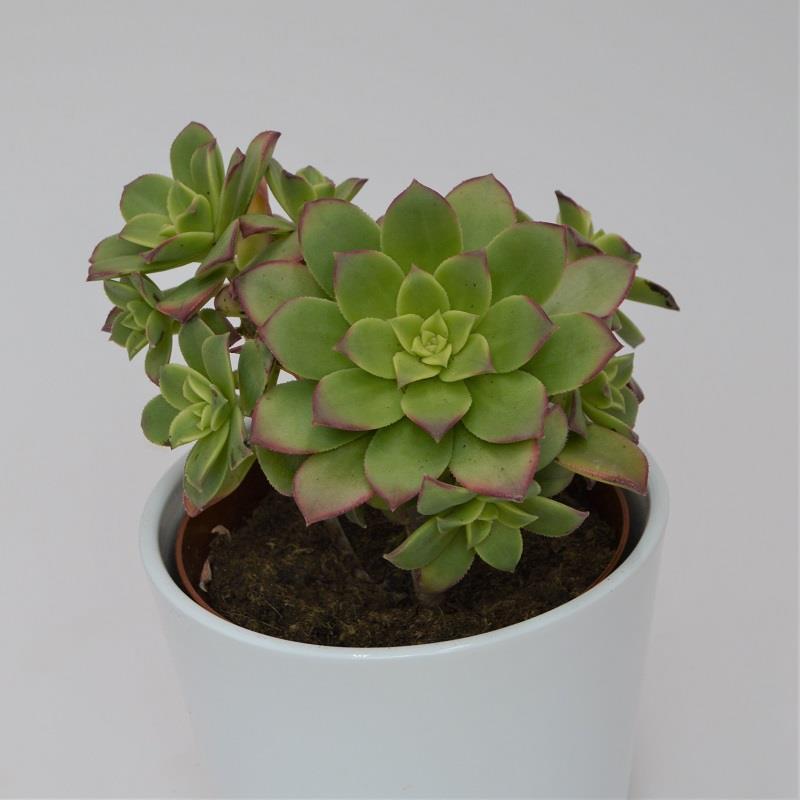 pasiora-aeonium-haworthii-dream-color-sukkulente-12cm-topf image 1
