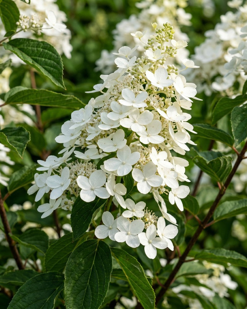 feey-hydrangea-paniculata-wei-e-rispenhortensie-1-2-m image 2