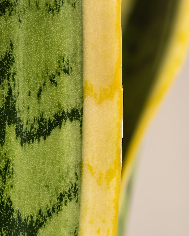 feey-gro-e-schwiegermutterzunge-laurentii-xl-60-70-cm-sansevieria image 6