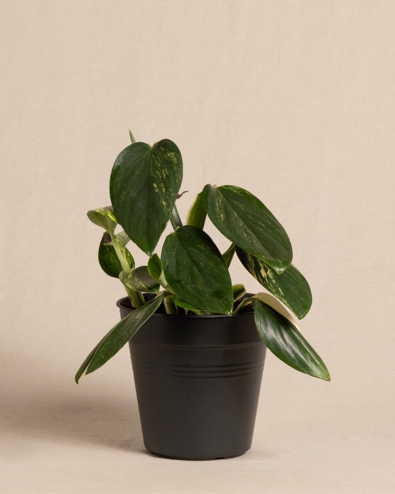 feey-monstera-standleyana-fensterblatt-topf-16 image 3