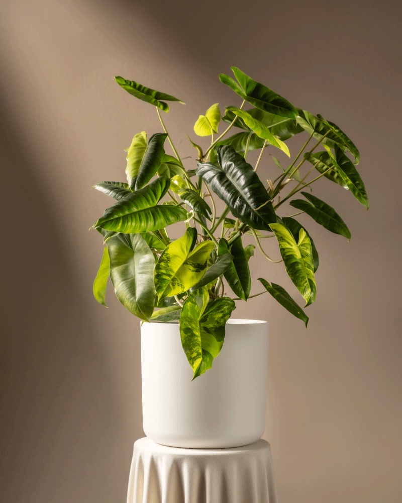 feey-philodendron-burle-marx-variegata-rarit-t-40-50-cm image 5