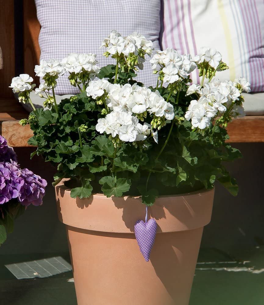 baldur-garten-balkon-geranie-moonlight-sailing-3-pflanzen-pelargonium-zonale image 3